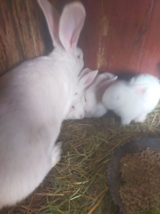 Продаються крольчата Фландера
