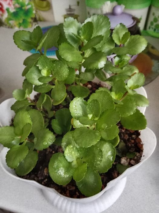 Каланхоэ цветок продам