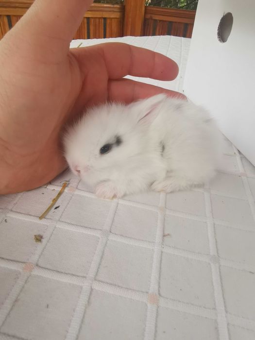 Декоративни мини зайчета