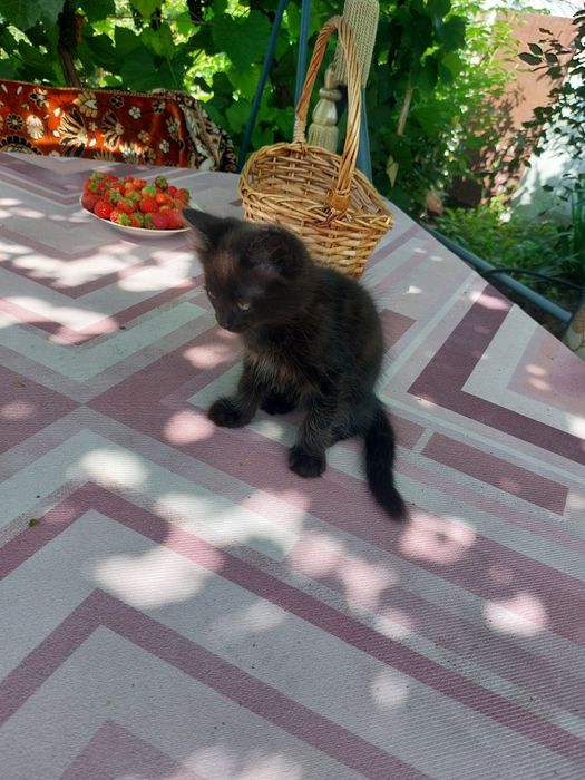 Котёнок в добрые руки