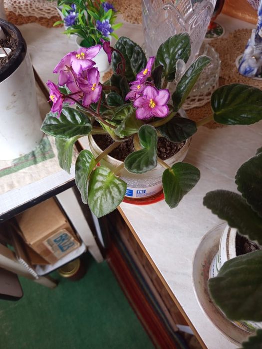 Фиалки на выбор цена СУПЕР