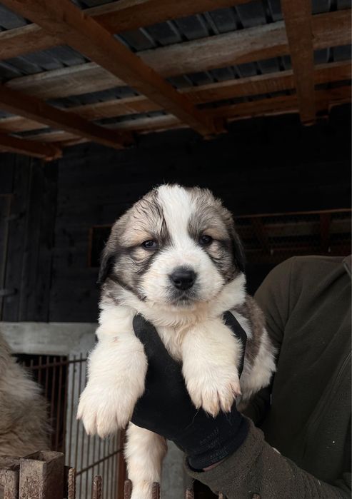 Ciobanesc Romanesc de Bucovina