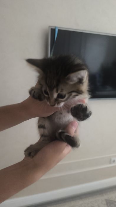 Отдадим даром котенок