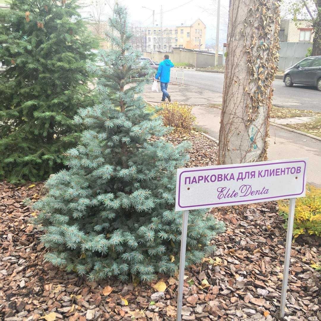 Ель в горшке/Елка голубая ЖИВАЯ в горшках Новогодняя с корнями: 35 000 тг.  - Прочие товары для дома Алматы на Olx