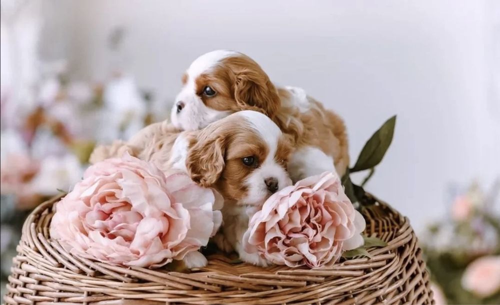 Кавалер кинг чарльз