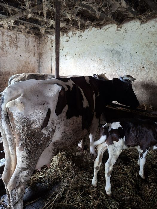 Vaca de lapte cu vițel lângă ea