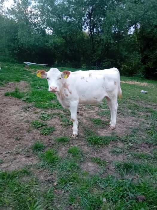 Vând vitea de 6  luni