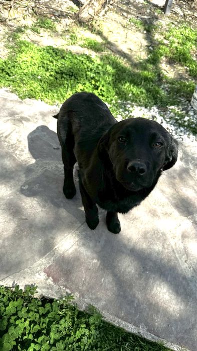 Щенок метис лабрадор