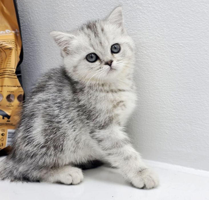 шотландские котята