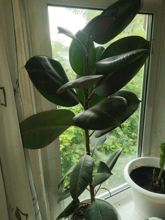 Продам фикус  срочно