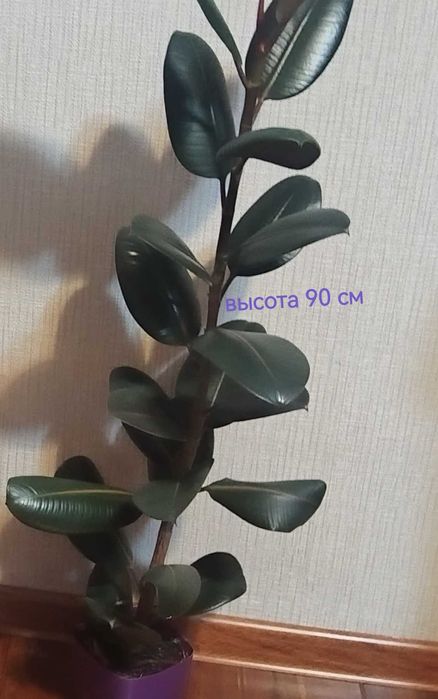 Фикус черный принц