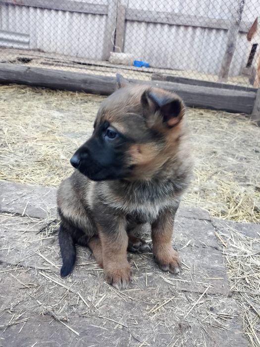 Продам щенков немецкой овчарки 2 месяца, кушают сами