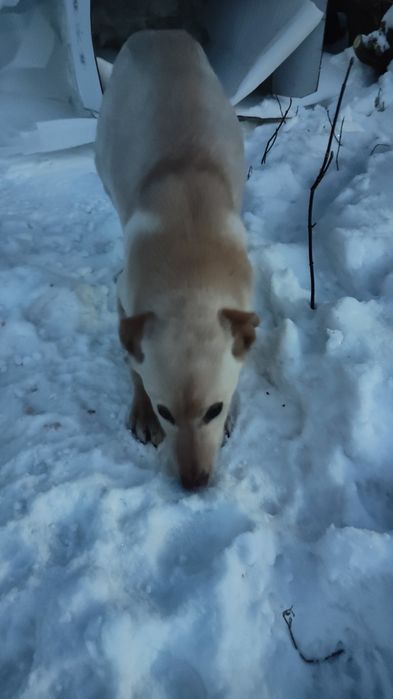 Щенки бесплатно 2девочки