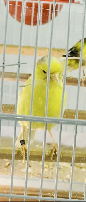 Femela Canari Timbrado