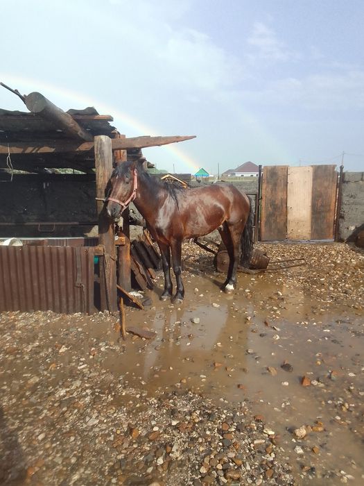 Жеребец, 5 лет..