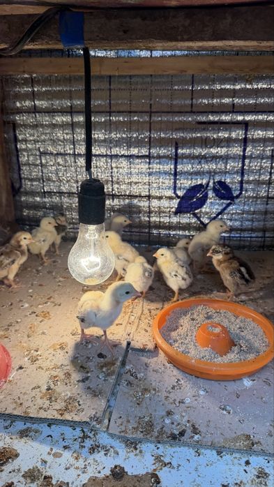 Дакан жужалар тоза зот