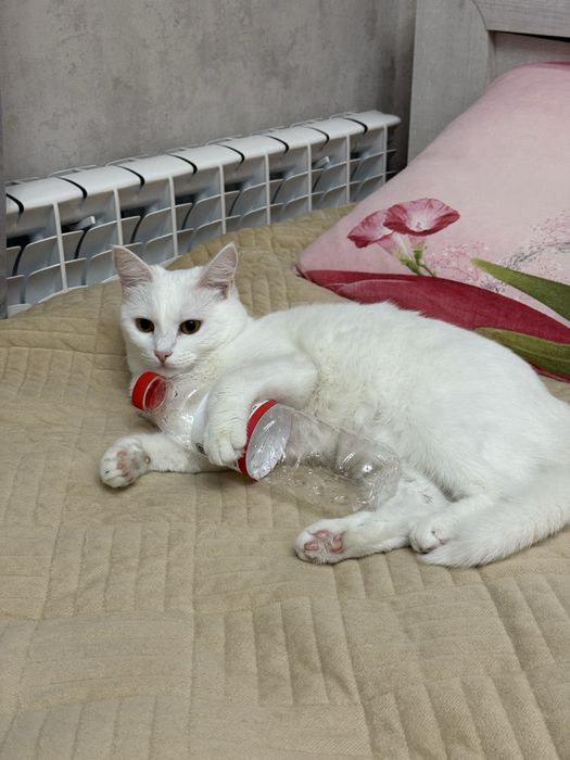 Отдам кошку с кормом 10.000