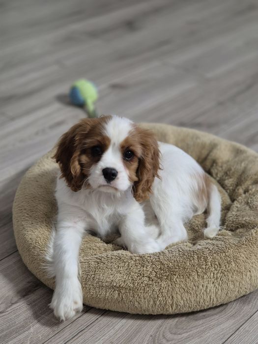 Cavalier king charles