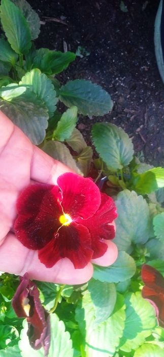 Kapalak viola sotiladi