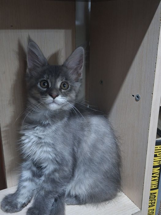 Котята породы Мейн-кун