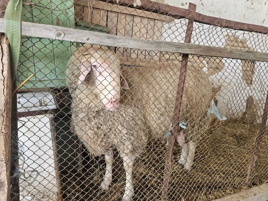 ---Овце и Коч---