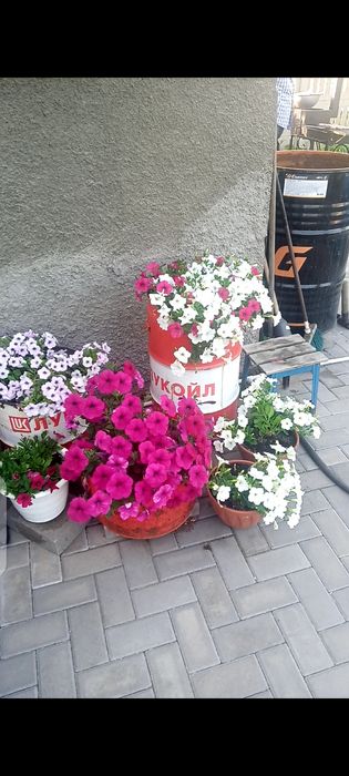 Петуния ампельная