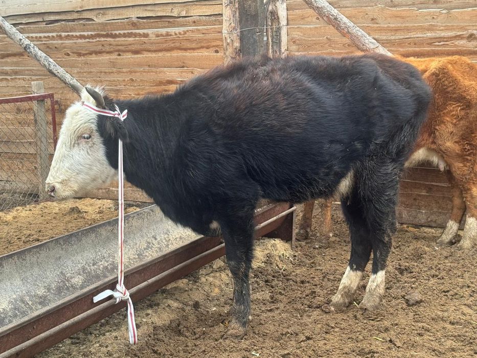 Буаз Қашар сатылады