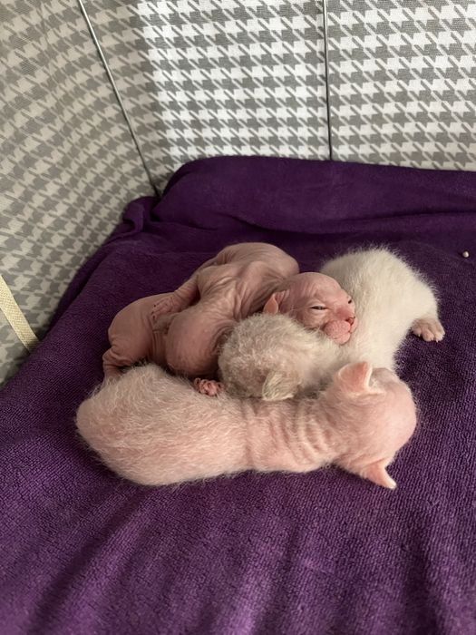 Готовятся к продаже котята сфинска