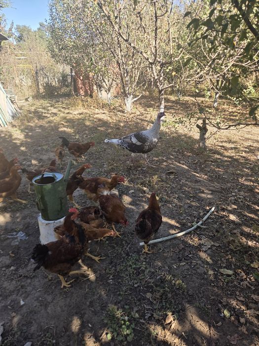 Индюки  продам очень актив