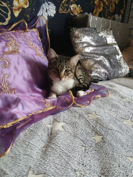 Шустрик ищет дом