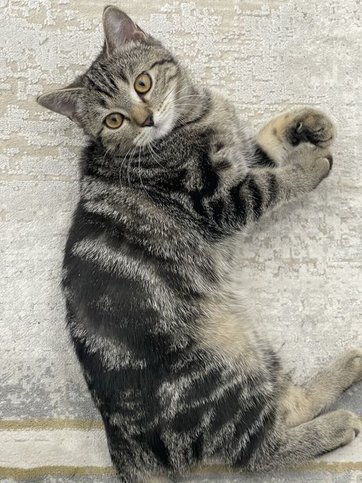 Отдам котенка в добрые руки , Девочка .4 месяца  .