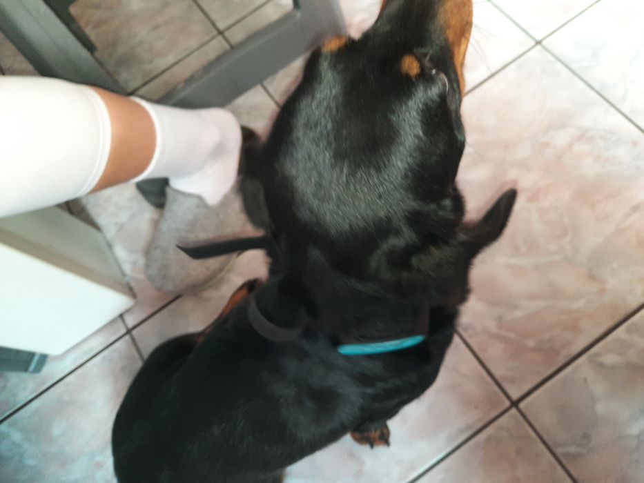 Zgarda dresaj canin cu sunet și spray