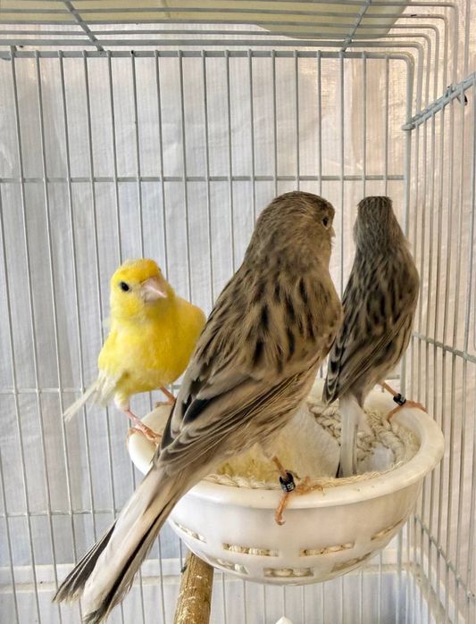 Kanareykalar sotiladi nar moda aralash