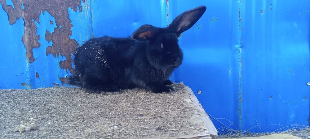 Продам кролих 4,5 месеца