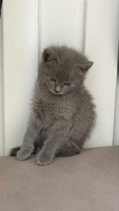 Котята-девочки 1,5 месяца в добрые руки