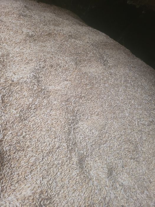 Orzoaica de primavara