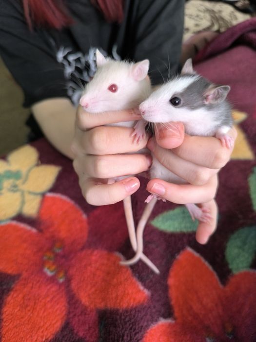 Продам крысят, месячных не дорого!