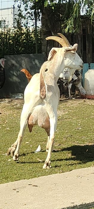Vând capră metis Anglonubiană cu alpină
