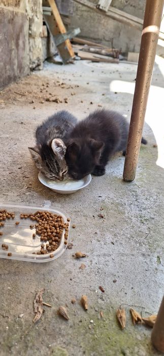 Котёнок в добрые руки девочка
