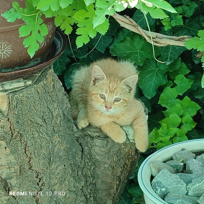 Отдам котят в ответственные руки.
