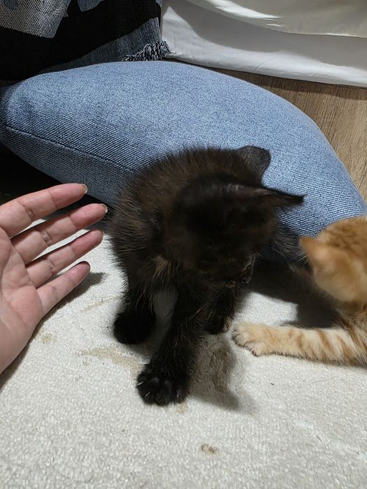 Котята отдам в хорошие руки
