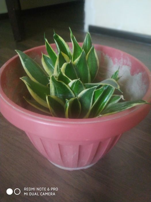 Сансевьера сотилади..