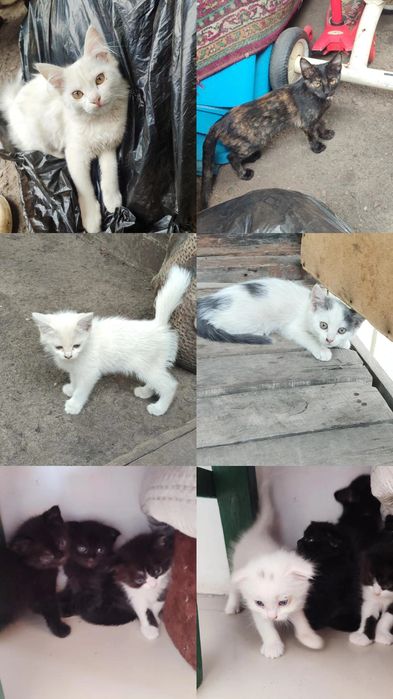 Котята в добрые руки