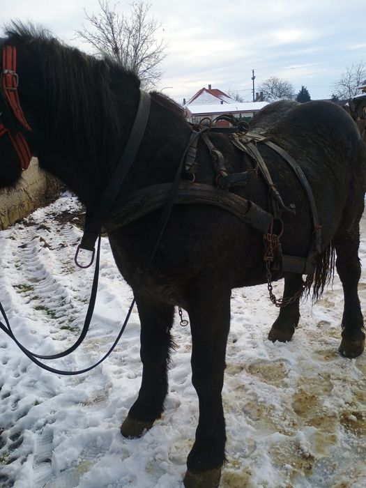 Vând Armăsar 1an si8luni