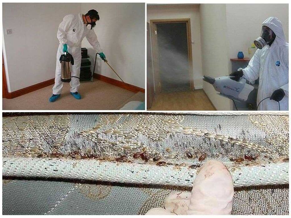 Дезинфекция, дезинсекция. Dezinfeksiya. Без запаха. Гарантия 100%