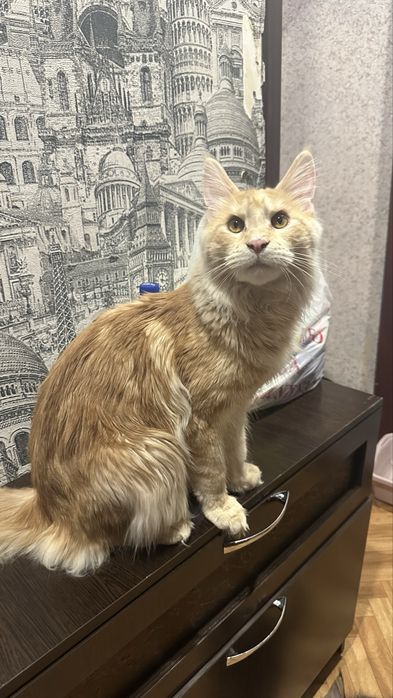 Мейн-Кун на условиях