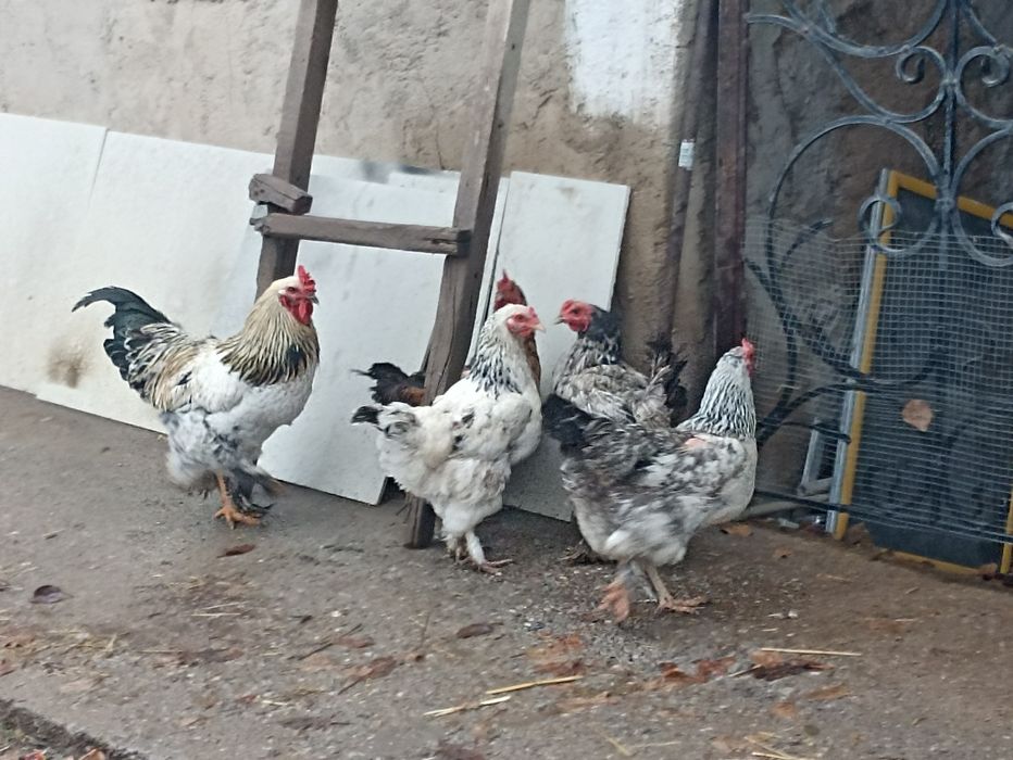 Куры ..тауктар коразымен