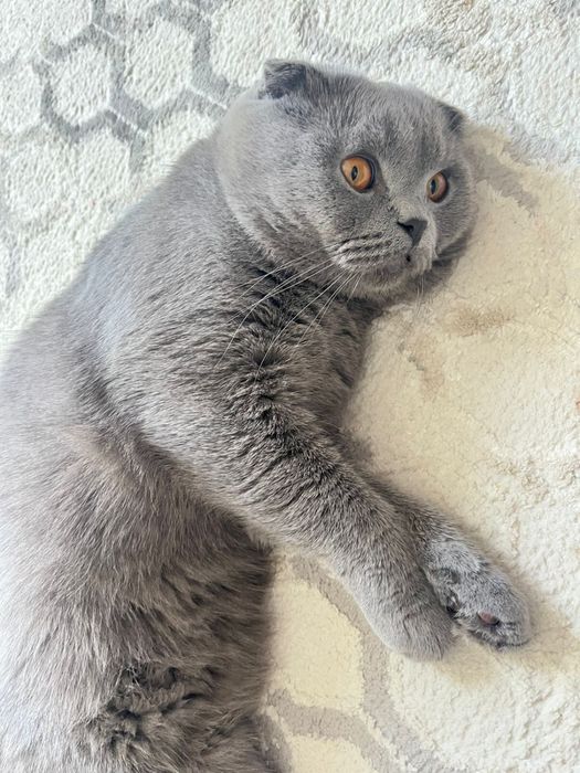 отдам кот в хорошие