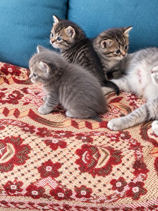 Котята в добрые руки