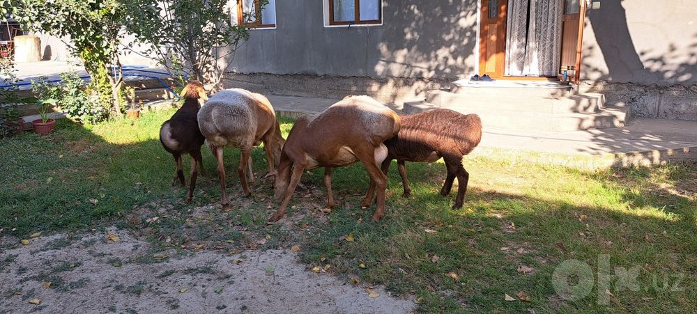 Arashan otkan yilgi solig sotiladi